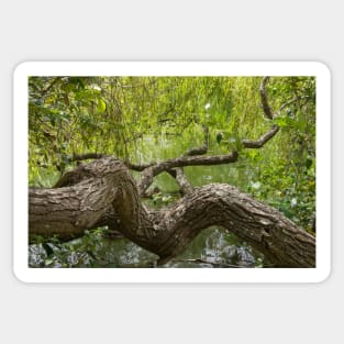 gnarled branches Sticker